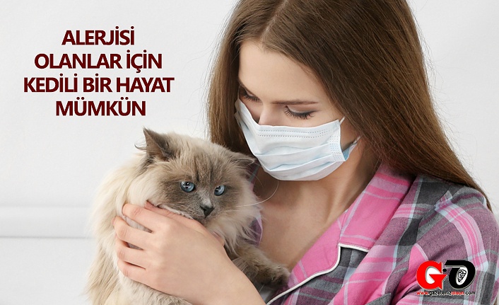 Kedi alerjisi nedir! Kedi alerjisi belirtileri! Kedi alerjisine ne iyi gelir!
