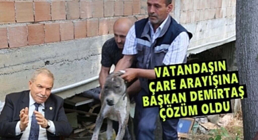 Aracın Çarptığı Köpeğin Yardımına İlkadım Koştu