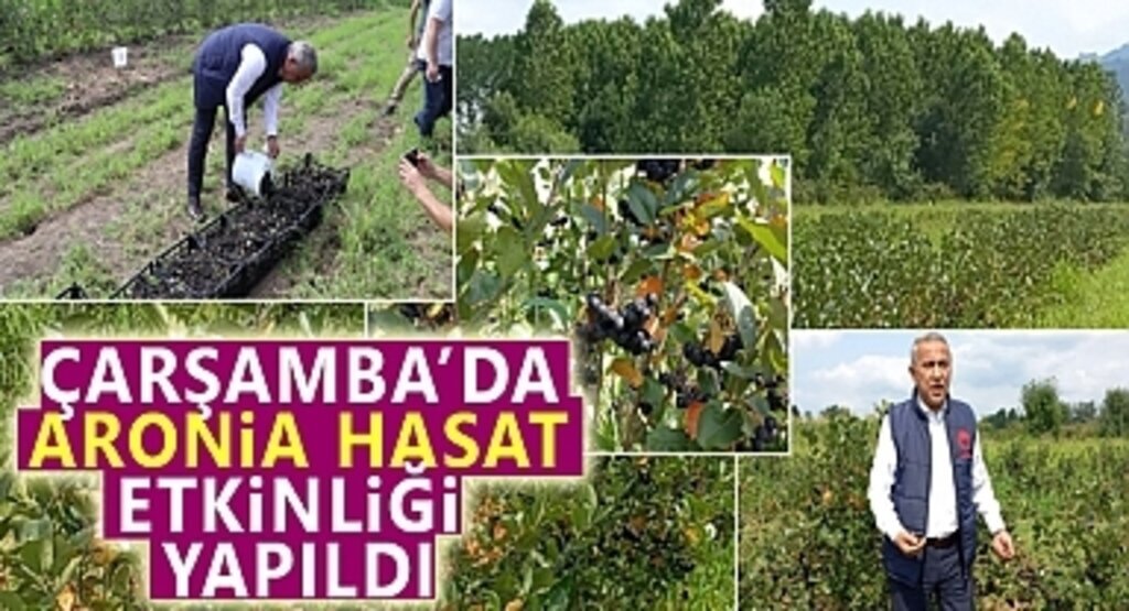 Çarşamba'da Aronia Hasat Etkinliği Yapıldı
