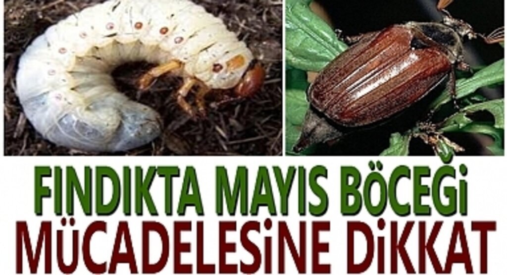 Fındıkta mayıs böceği mücadelesine dikkat!
