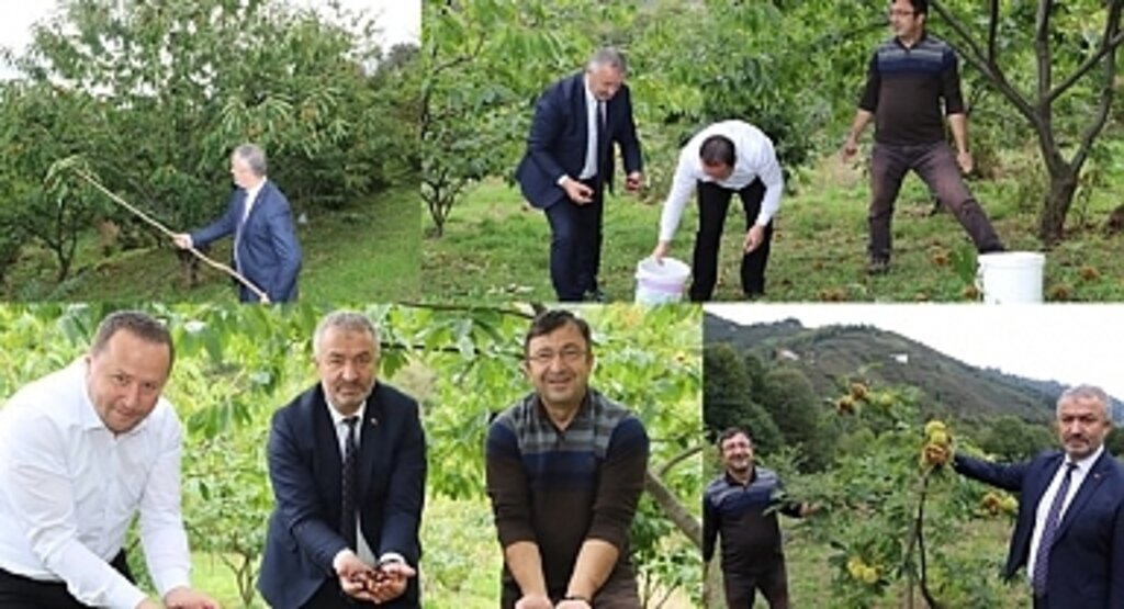 Nebiyan Kestanesinde Çeşit Analizi Devam Ediyor