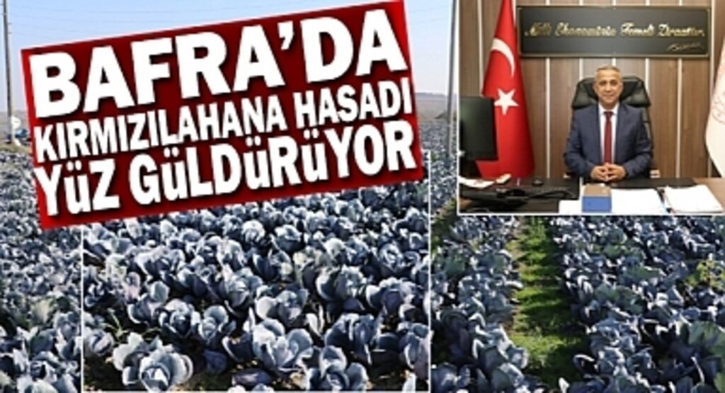 Bafra da Kırmızılahana Hasadı Yüz Güldürüyor