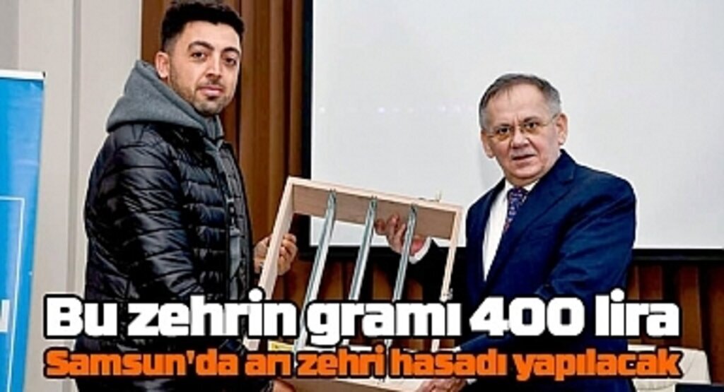 Gramı 400 lira! Samsun'da arı zehri hasadı yapılacak