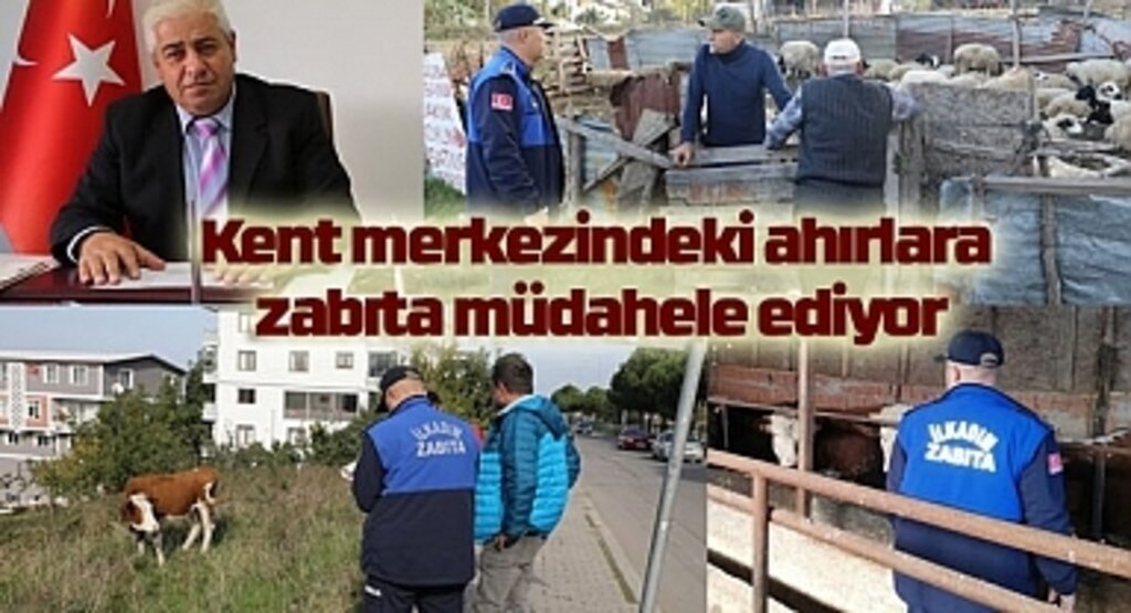 Kent merkezindeki ahırlara zabıta müdahele ediyor