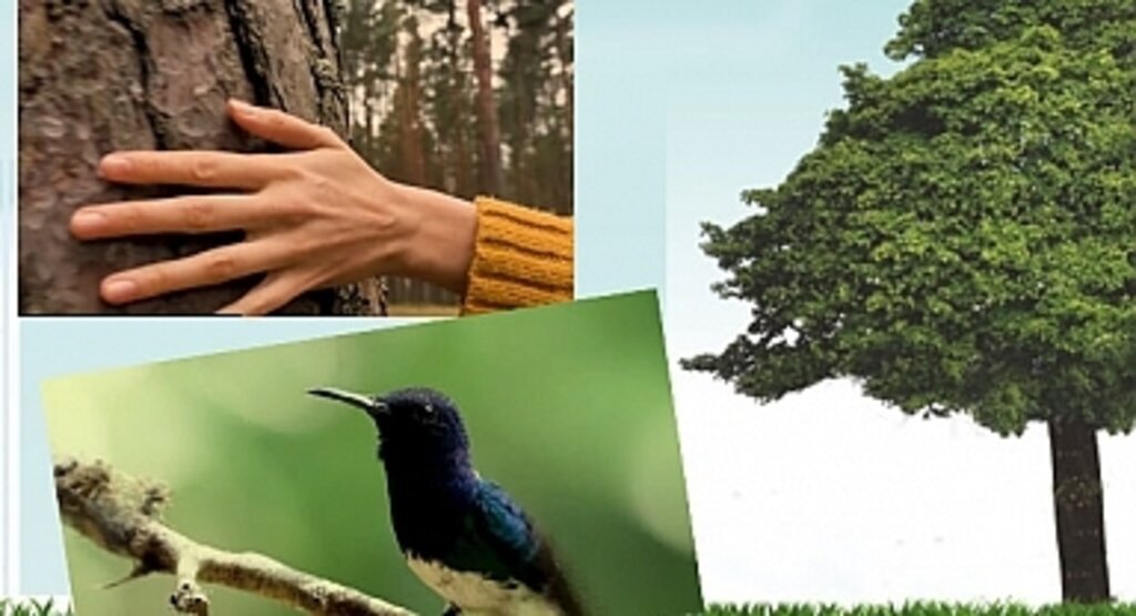 Türkiye Yüzyılı Geleceğe Nefes Fidan Sahiplenme Nasıl Yapılır?