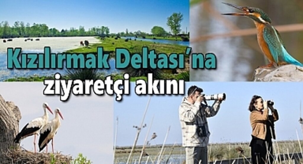 Kızılırmak Deltası’na ziyaretçi akını