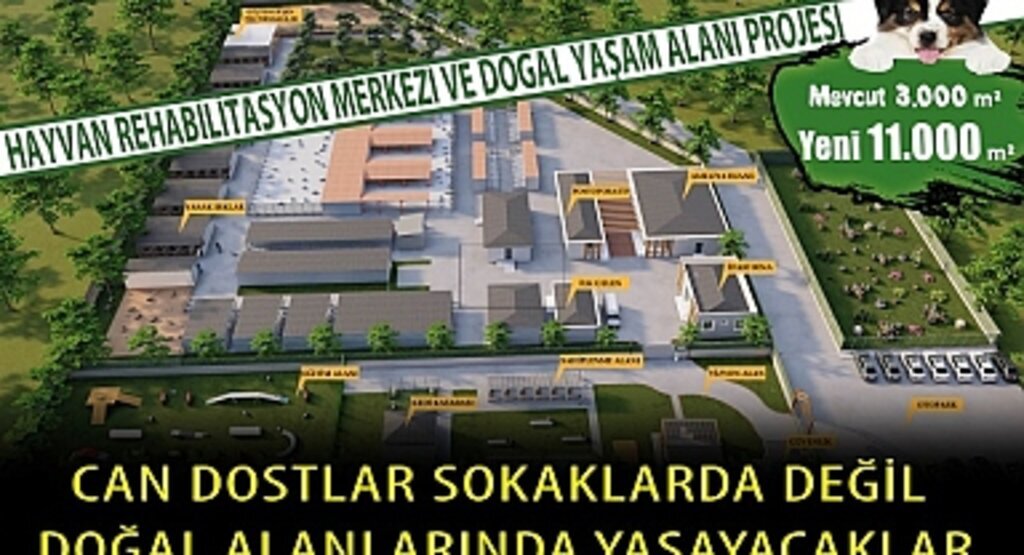 Bafra'da sokak hayvanları doğal alanlarında yaşayacaklar