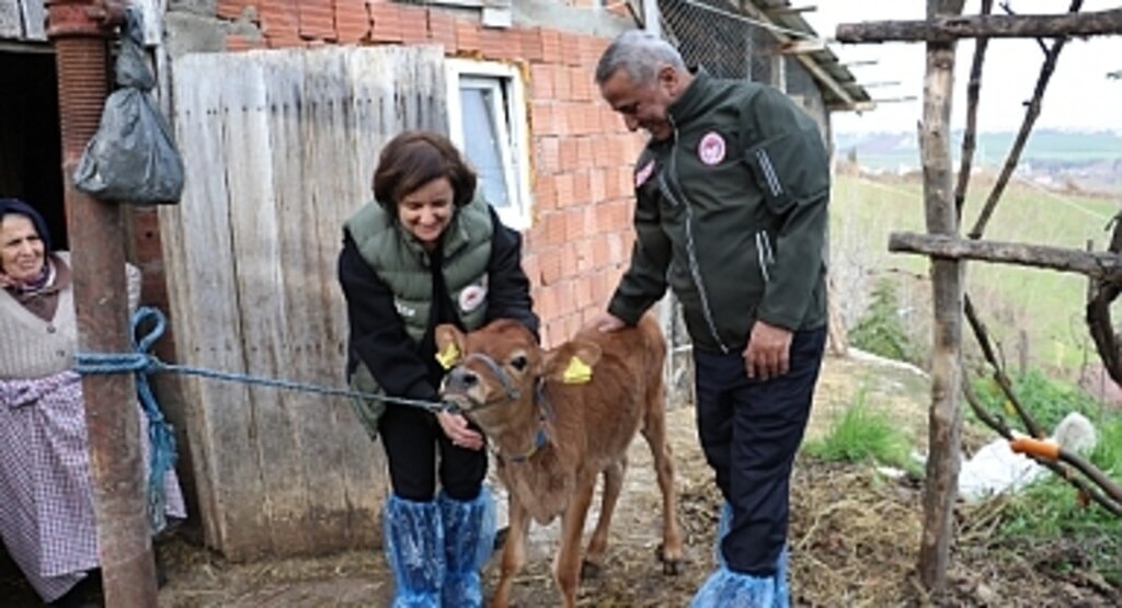 Jersey Irkında Suni Tohumlama Meyvelerini Vermeye Başladı