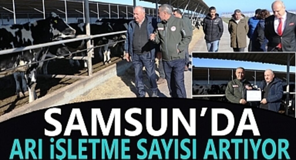 Samsun'da Ari İşletme Sayısı Artıyor