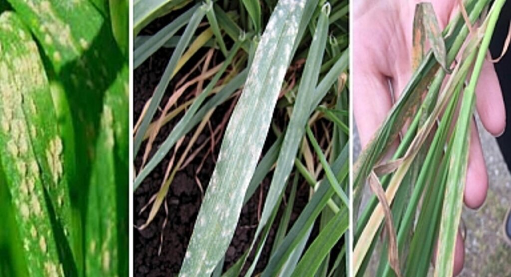 Arpa külleme hastalığı nedir? Arpa külleme belirtileri