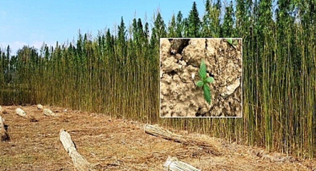 Kenevir üretimi müracaatları başladı! Samsun Haberleri