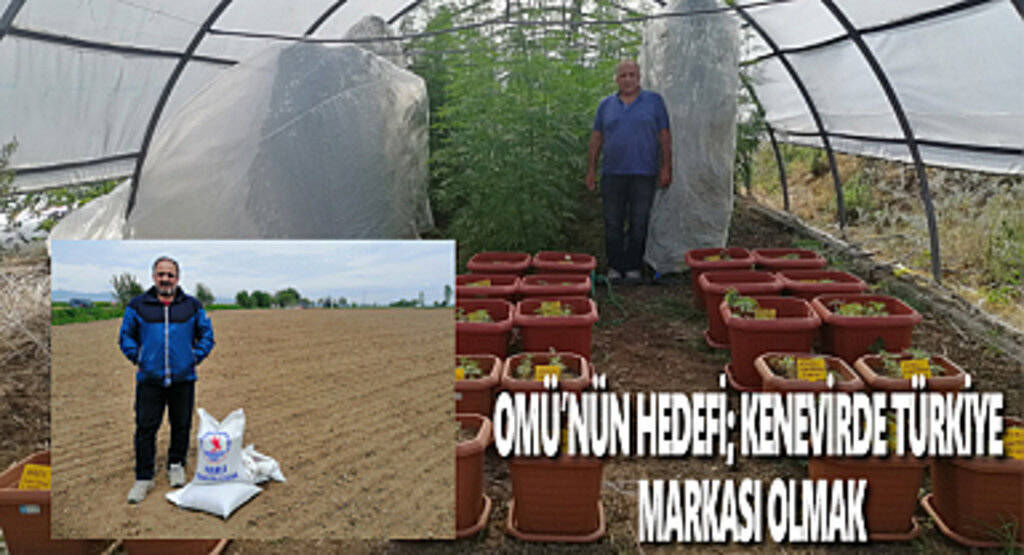 Omü'ün hedefi; kenevirde Türkiye markası olmak