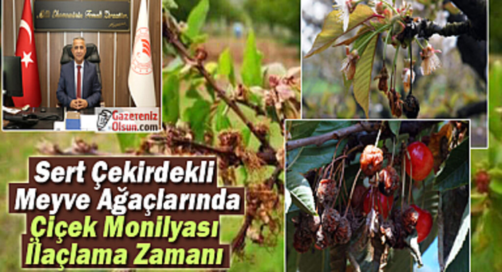 Sert Çekirdekli Meyve Ağaçlarında Çiçek Monilyası İlaçlama Zamanı