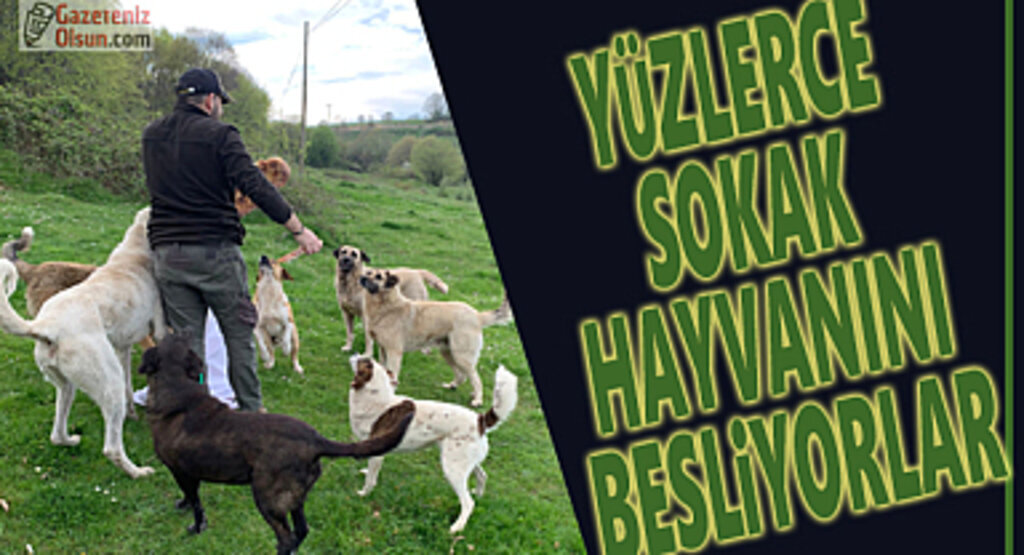 Yüzlerce Sokak Hayvanını Besliyorlar
