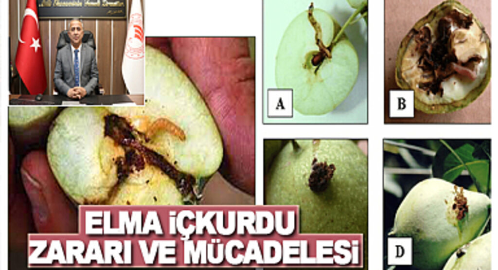Elma içkurdu zararı ve Mücadelesi için İlaçlama