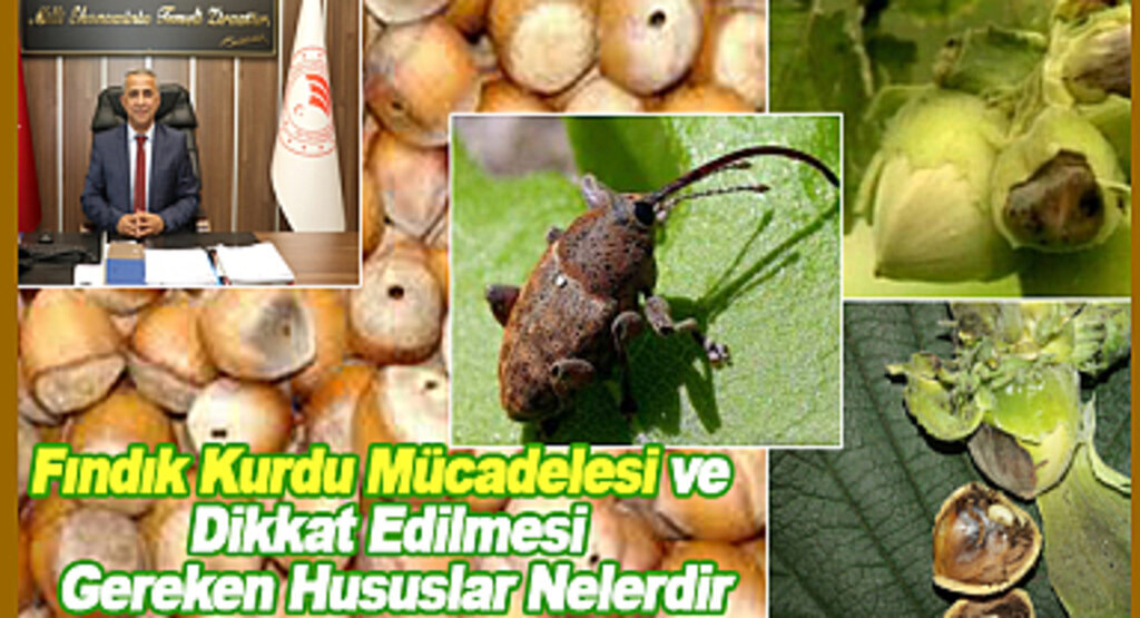 Fındık Kurdu Mücadelesi ve Dikkat Edilmesi Gereken Hususlar Nelerdir