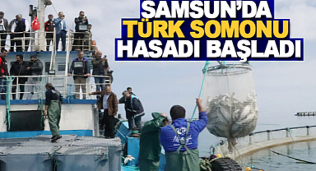 İbrahim Sağlam: Samsun'da Türk Somonu Hasadı Başladı