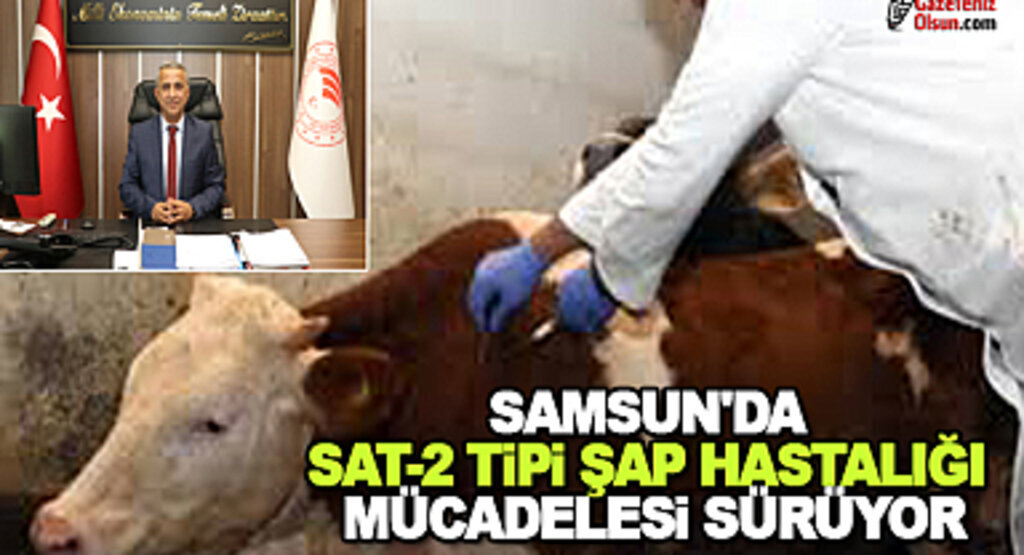 Samsun'da SAT-2 Tipi Şap Hastalığı Mücadelesi Sürüyor