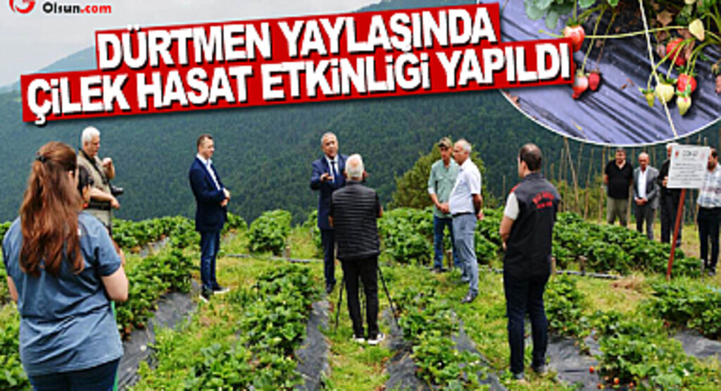 Dürtmen Yaylasında Çilek Hasat Etkinliği Yapıldı