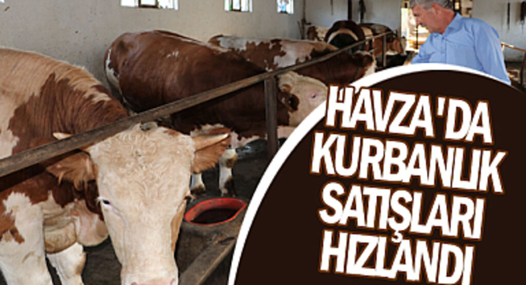 Havza’da Kurbanlık Satışları Hızlandı