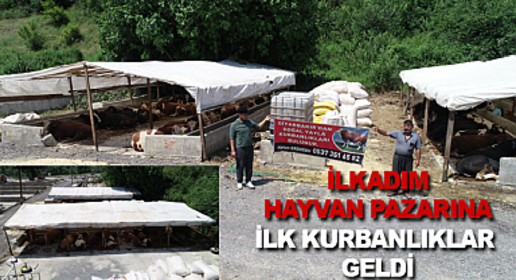 İlkadım hayvan pazarına ilk kurbanlıklar geldi