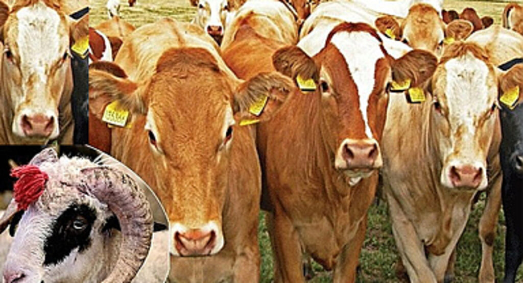 Samsun Kurban Satış Yerleri Adresleri! Samsun kurban nerede satılıyor!