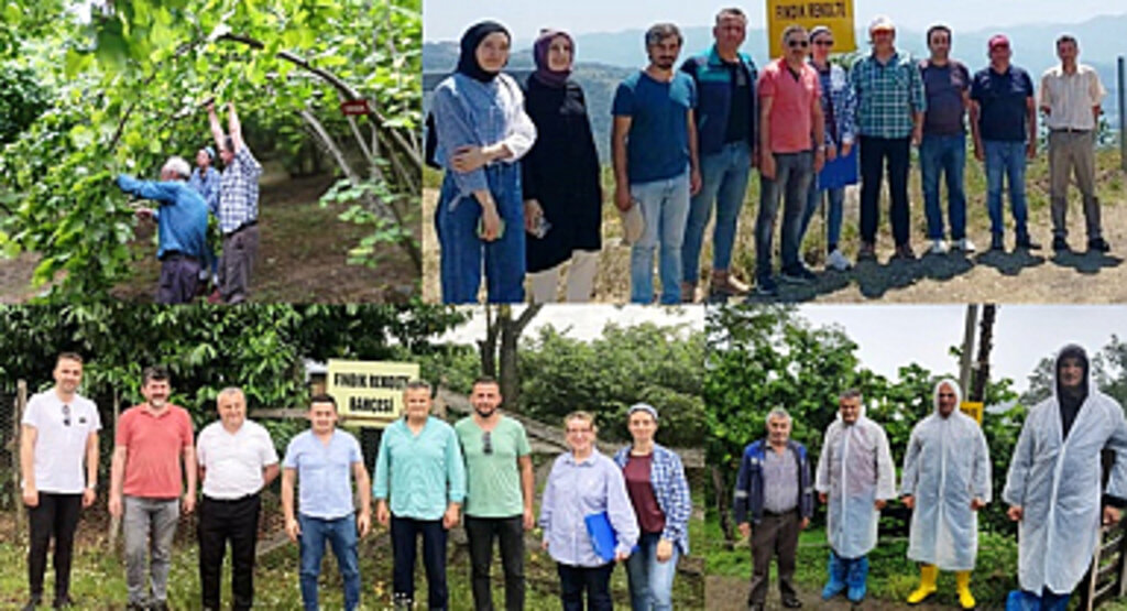 2023 Fındık Rekolte Tahmini çalışmaları tamamlandı