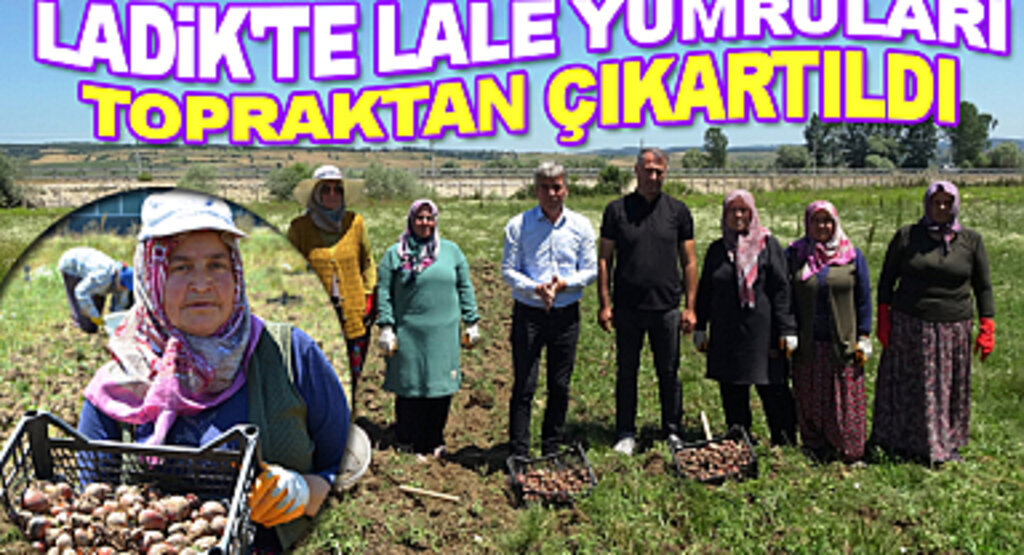 Ladik’te Lale Yumruları Topraktan Çıkartıldı