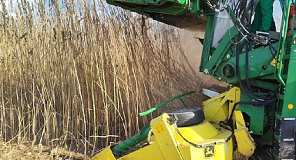 Suluova'da Endüstriyel kenevir hasadı yapıldı