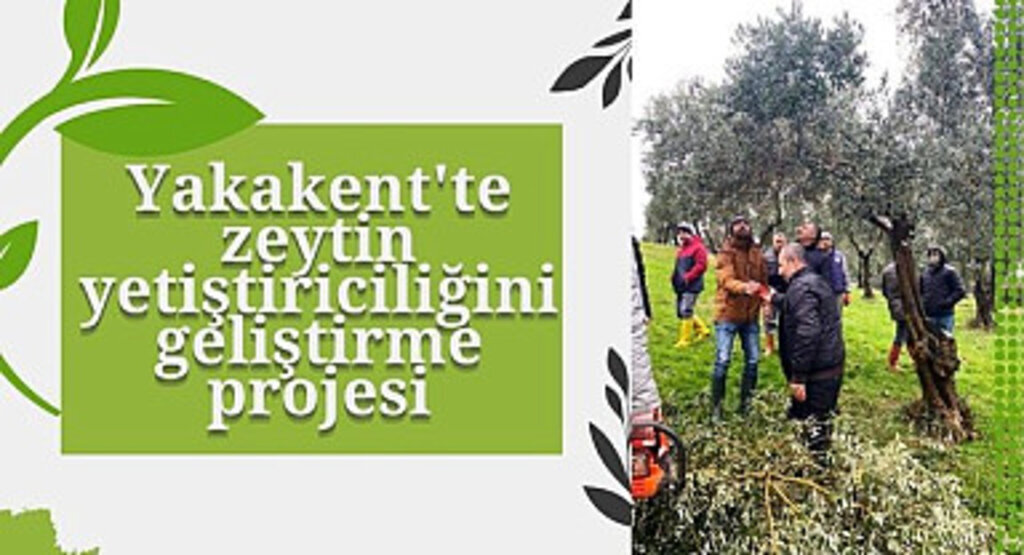 Yakakent'te zeytin yetiştiriciliğini geliştirme projesi