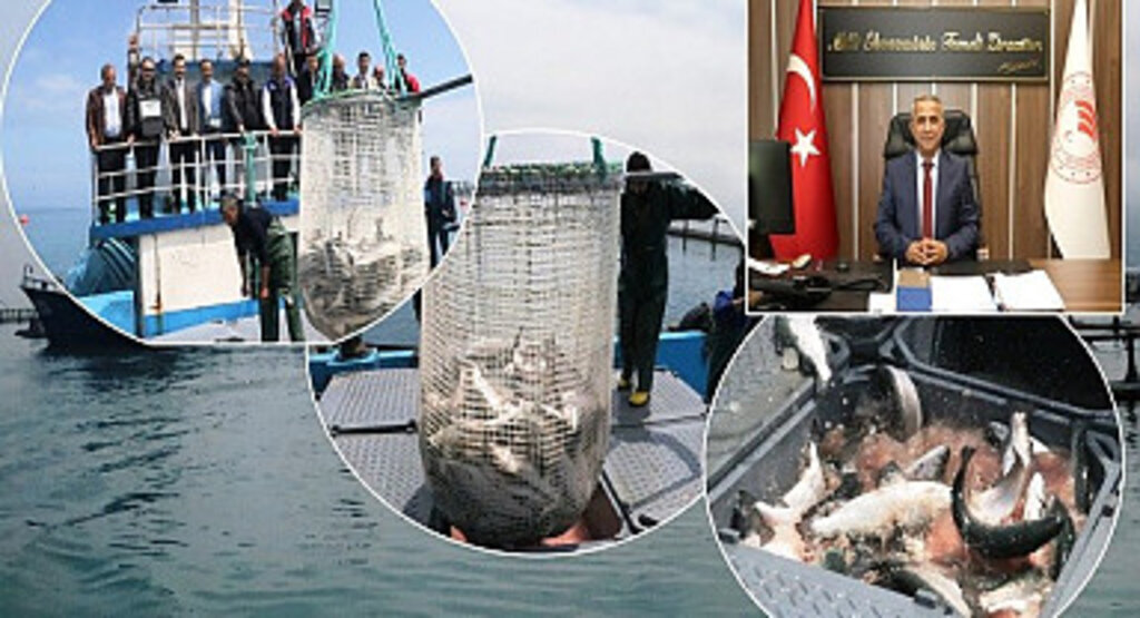 Samsun’da Su Ürünleri Yetiştiriciliğinde Verim ve Destekler Giderek Artıyor