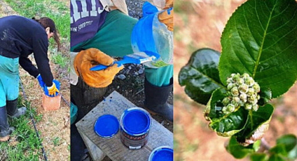 Baklazınnı nedir, nasıl mücadele edilir?