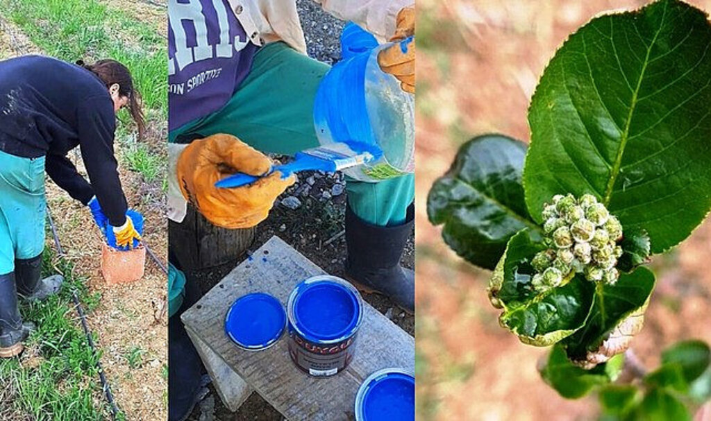 Baklazınnı nedir, nasıl mücadele edilir?