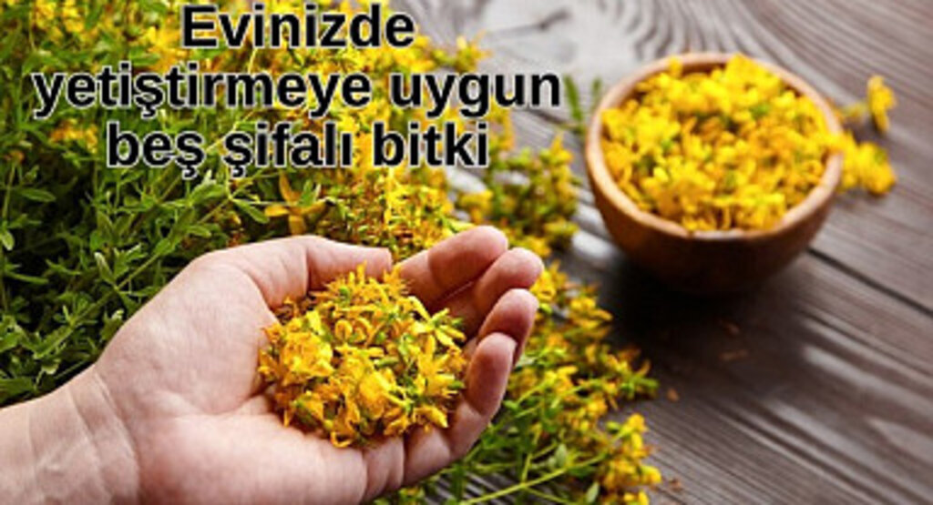 Evinizde yetiştirmeye uygun beş şifalı bitki