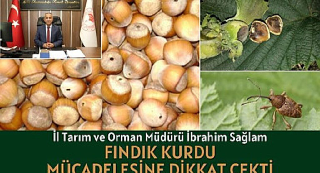 Fındık Kurdu ile Nasıl Mücadele Edilir?