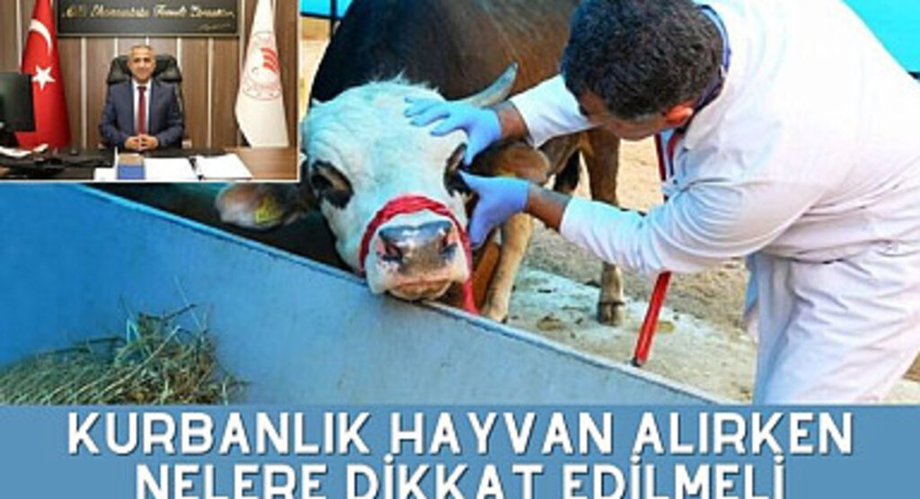 Kurbanlık Alırken Nelere Dikkat Etmeliyiz?