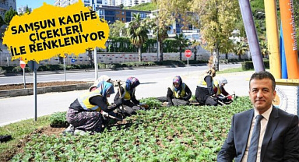 Samsun kadife çiçekleri ile renkleniyor
