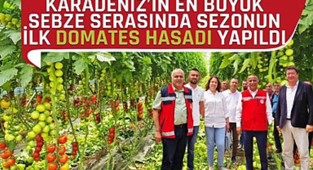 Karadeniz’in En Büyük Sebze Serasında Sezonun İlk Domates Hasadı Yapıldı