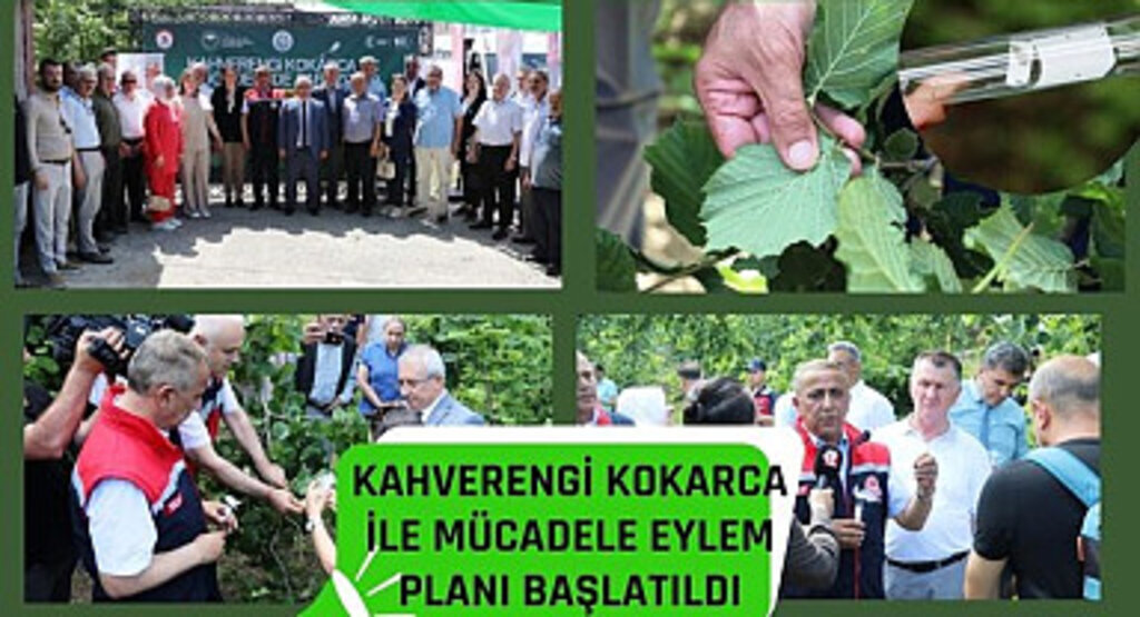 Kahverengi Kokarca ile Mücadele Eylemi Başlatıldı