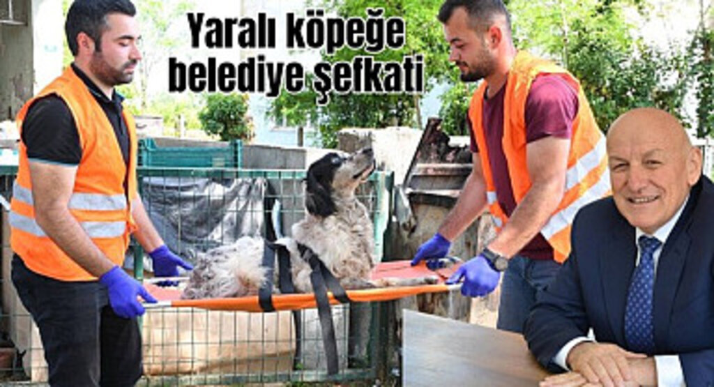 Yaralı köpeği Terme Belediyesi hayata döndürdü