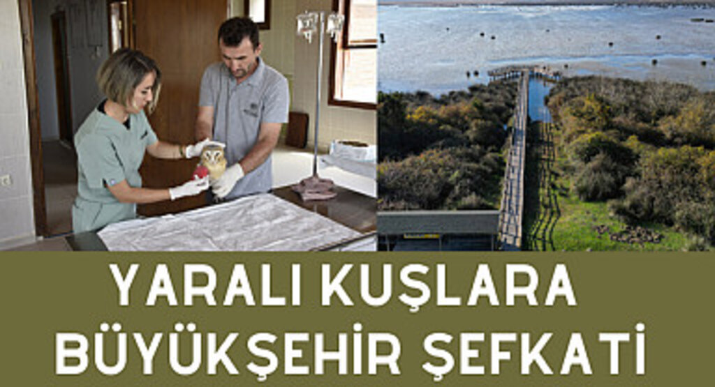 Yaralı kuşlara Büyükşehir şefkati