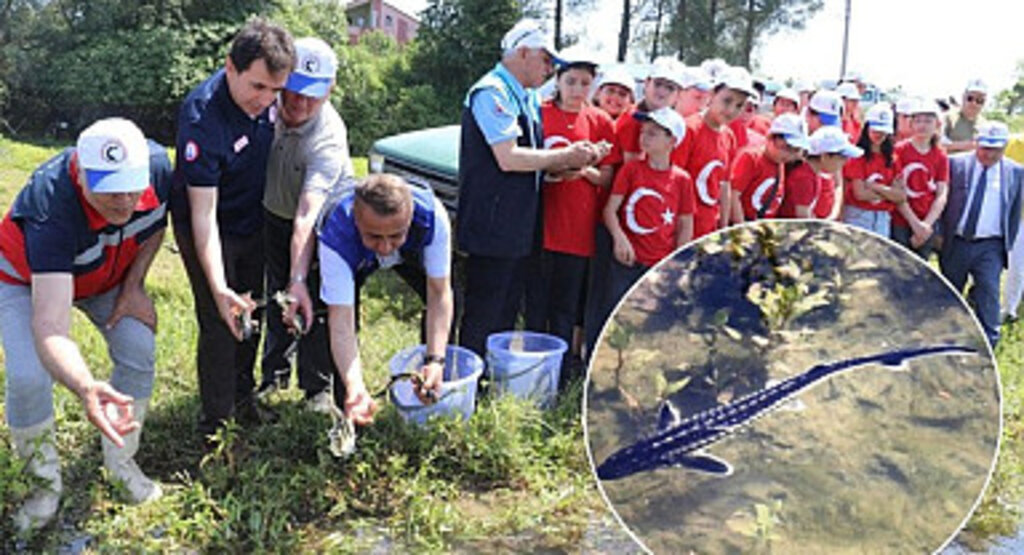 Yeşilırmak Nehri 5 bin Mersin Balığı yavrusu bırakıldı