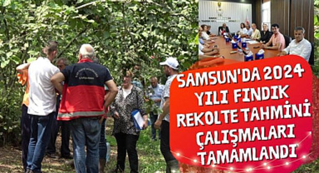 Fındık Rekolte Tahmini Çalışmaları Tamamlandı