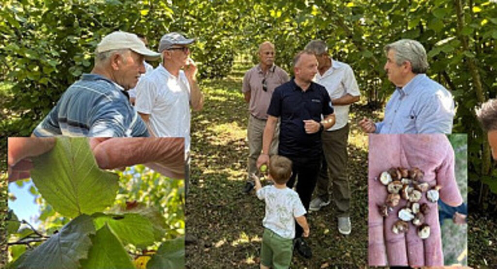 CHP’li Murat Çan: Kahverengi kokarca fındık üreticilerini zora soktu