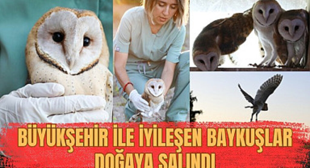 Samsun Büyükşehir Belediyesi ile iyileşen baykuşlar doğaya salındı