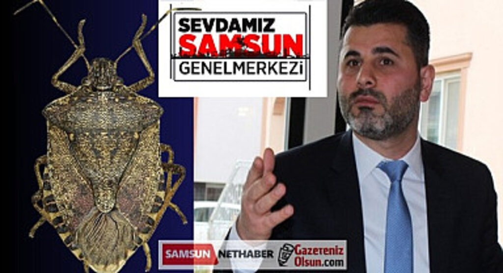 Sevdamız Samsun'dan Acil Çağrı: Kahverengi Kokarca Tehdidine Karşı Harekete Geçilmeli