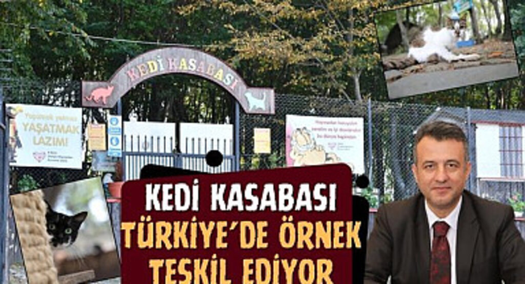Kedi Kasabası Türkiye'de Örnek Teşkil Ediyor