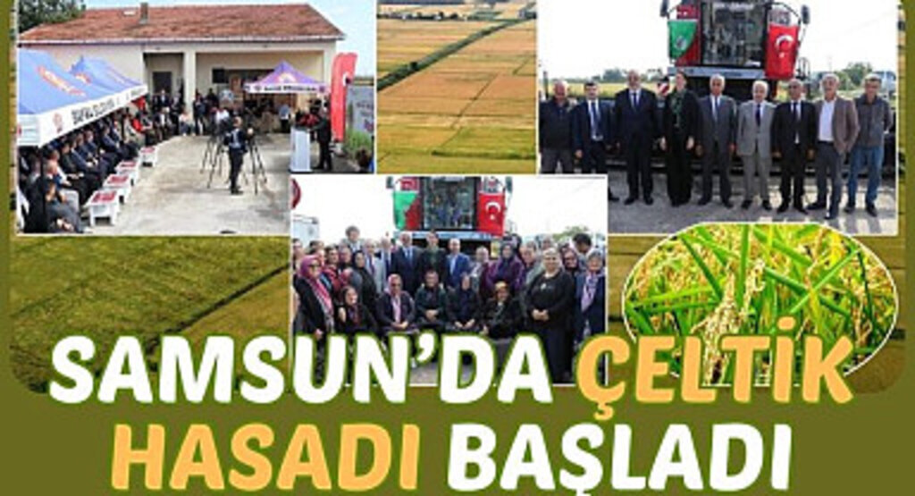 Samsun'da Çeltik Hasadı Başladı