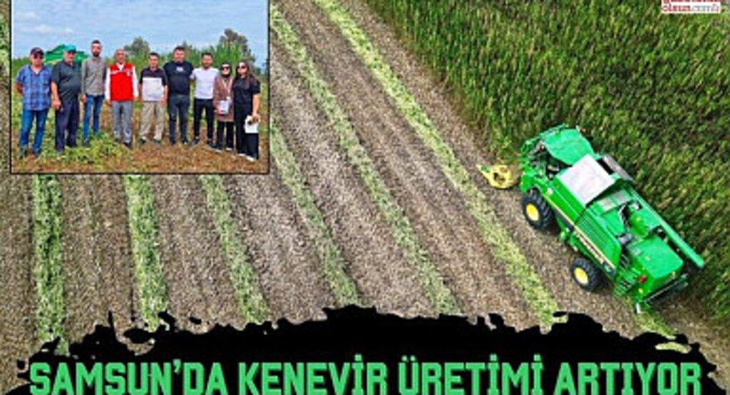 Samsun’da Kenevir Üretimi Artıyor