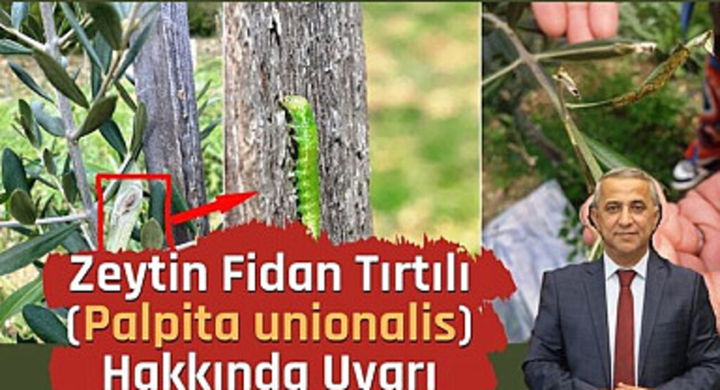Tarım İl Müdürlüğü'nden Zeytin Fidan Tırtılı (Palpita unionalis) Uyarısı